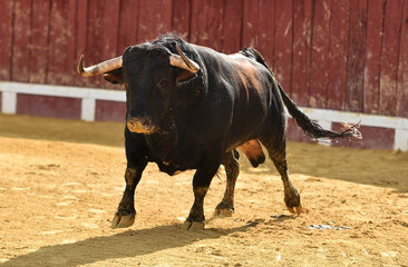un toro bravo español corriendo en una plaza de toros durante un espectaculo taurino en españa - 716036246