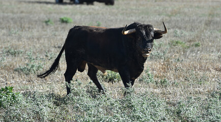 un toro bravo español corriendo en una plaza de toros durante un espectaculo taurino en españa - 716036279