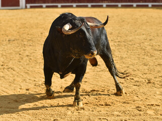 un toro bravo español corriendo en una plaza de toros durante un espectaculo taurino en españa - 716036403