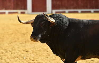 un toro español con grandes cuernos en una plaza de toros durante un espectaculo taurino