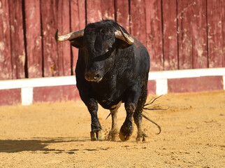 un toro español con grandes cuernos en una plaza de toros durante un espectaculo taurino