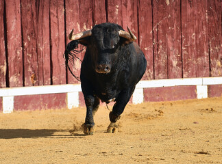 un toro bravo español corriendo en una plaza de toros durante un espectaculo taurino en españa - 716036837