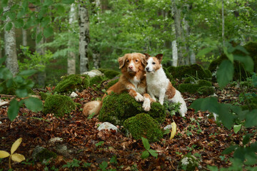 A Nova Scotia Duck Tolling Retriever and a Jack Russell Terrier share a moment in the woods. Dog...