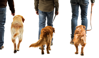 Back view of dog walking with people isolated transparent background