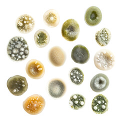 Microscopic fungi, mold and yeast cells isolated transparent background