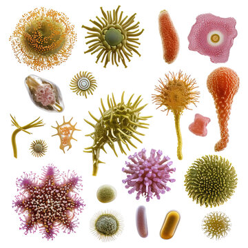 Collage set of microscopic pollen and spores plants reproductive structures over white background