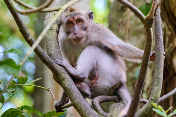 Long-tailed macaque, Macaca fascicularis, posing in a tree in the Ubud, Indonesia, Sacred Monkey Forest.