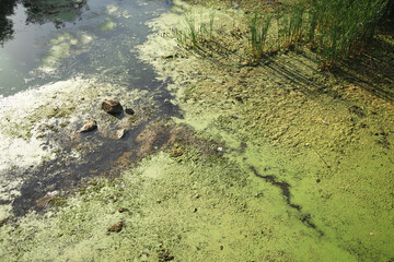 polluted swamp green color water environment disaster concept background photo
