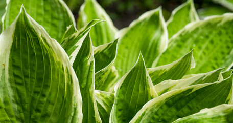 Obraz premium spring background with natural flowers and plants