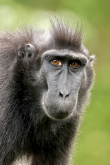 Obraz premium Close up view of Crested macaque (Macaca Nigra)