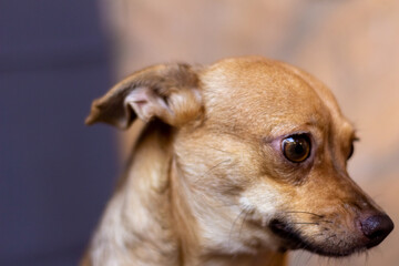 chihuahua dog on a dark background. small brown dog