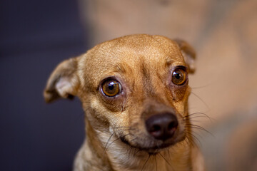 chihuahua dog on a dark background. small brown dog