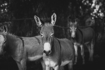 black and white donkey