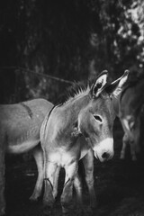 donkey in the forest
