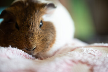 Guinea pig with sleepy expression looking at the camera