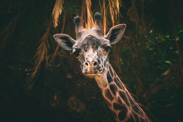 giraffe in the zoo