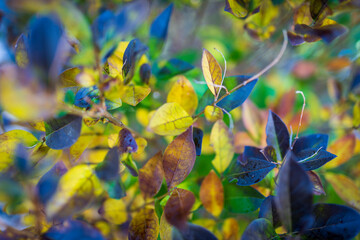 fondo de naturaleza para insertar publicidad, fond nature pour insérer de la publicité, nature...