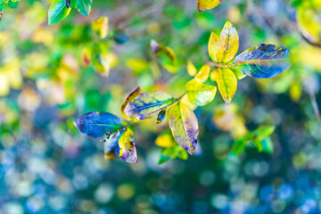 fondo de naturaleza para insertar publicidad, fond nature pour insérer de la publicité, nature...