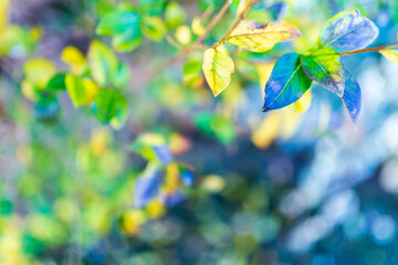 Obraz premium fondo de naturaleza para insertar publicidad, fond nature pour insérer de la publicité, nature background to insert advertising 