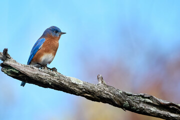 Eastern Bluebird, Sialia sialis, perched on a branch overlooking Black Bayou National Wildlife...