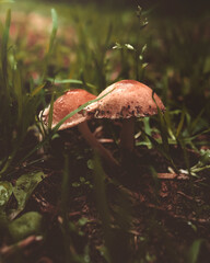 mushrooms in the forest