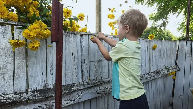 A cheerful, smiling child collects flower petals in the garden. Preschool education concept, children's sensory development, research, discoveries, Montessori, prohibitions, rules of conduct, nature