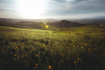 sunset over the field