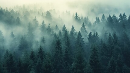 Fototapeta premium Misty foggy mountain landscape with fir forest and copyspace in vintage retro hipster style