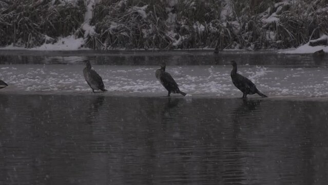 Great cormorant 3, birds in icy river, winter in the park, frosty day, snowfall, outdoor 