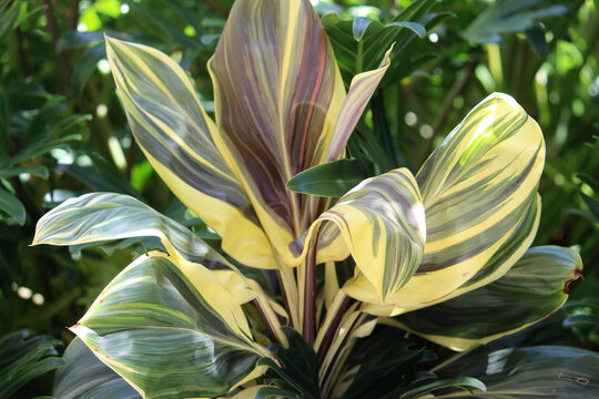 Foliage on a Broadleaf palm-lily plant. Cordyline fruticosa