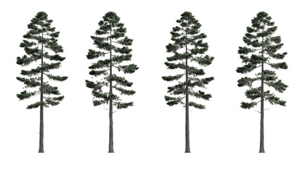 Evergreen pine coniferous tree 3D render overcast lighting on isolated white background - obrazy, fototapety, plakaty