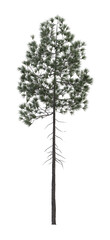 Single evergreen coniferous pine tree 3D render overcast lighting on isolated white background