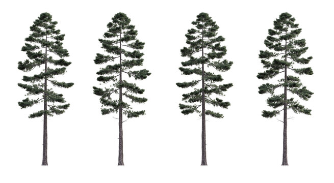 Evergreen pine coniferous tree 3D render overcast lighting on isolated white background