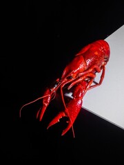 lobster on a black background