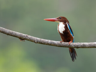 White-throated Kingfisher is bird in Thailand.