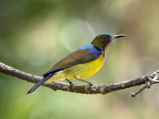 Brown-throated Sunbird is bird in Thailand.