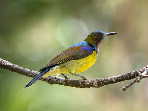 Brown-throated Sunbird is bird in Thailand.
