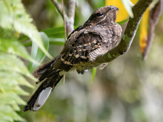 Large-tailed Nightjar is bird in Thailand.
