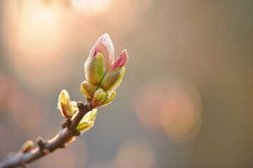 Close-up of budding magnolia flowers in soft morning light against a blurred nature background,...