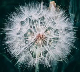 Foto op Plexiglas dandelion seed head © Teddy