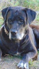 Portrait d'un beau chien noir