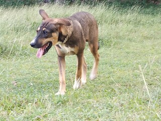 Un jeune chien marche dans un champ