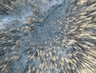 Topshot to snow-covered trees, a snowy road with car, and a person lying in front of it, gazing at the sky