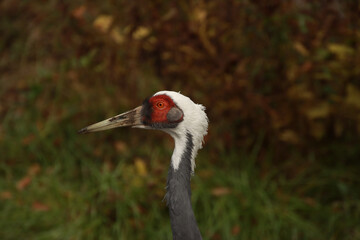 Crane with a Muddy Bill