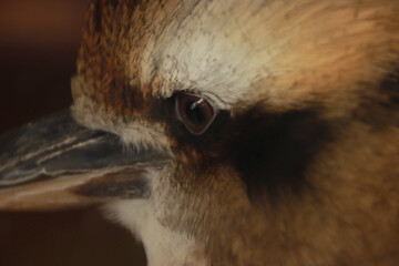 Kookaburra Eye