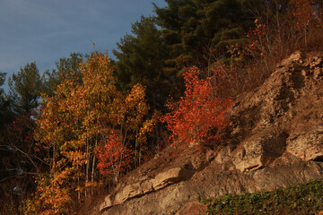 Fall Trees on a Hill