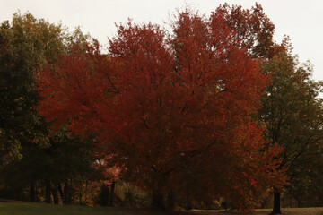 Naklejka premium Red Maple