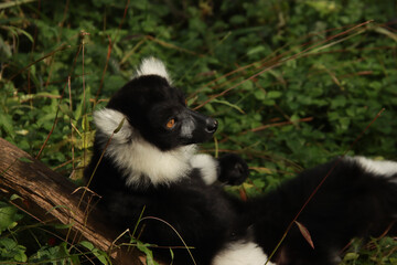 Fototapeta premium Relaxing Lemur