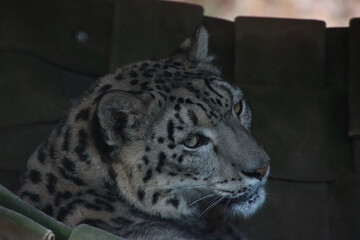 Profile of a Snow Leopard