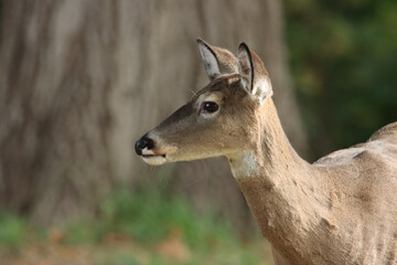 Profile of a Deer